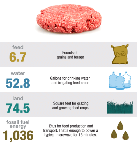 Quarter Pound Hamburger from Animal to Plate