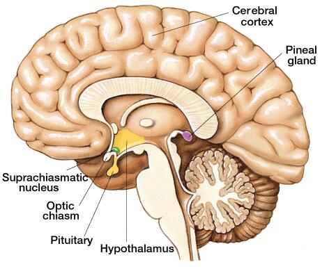 pineal gland brain location