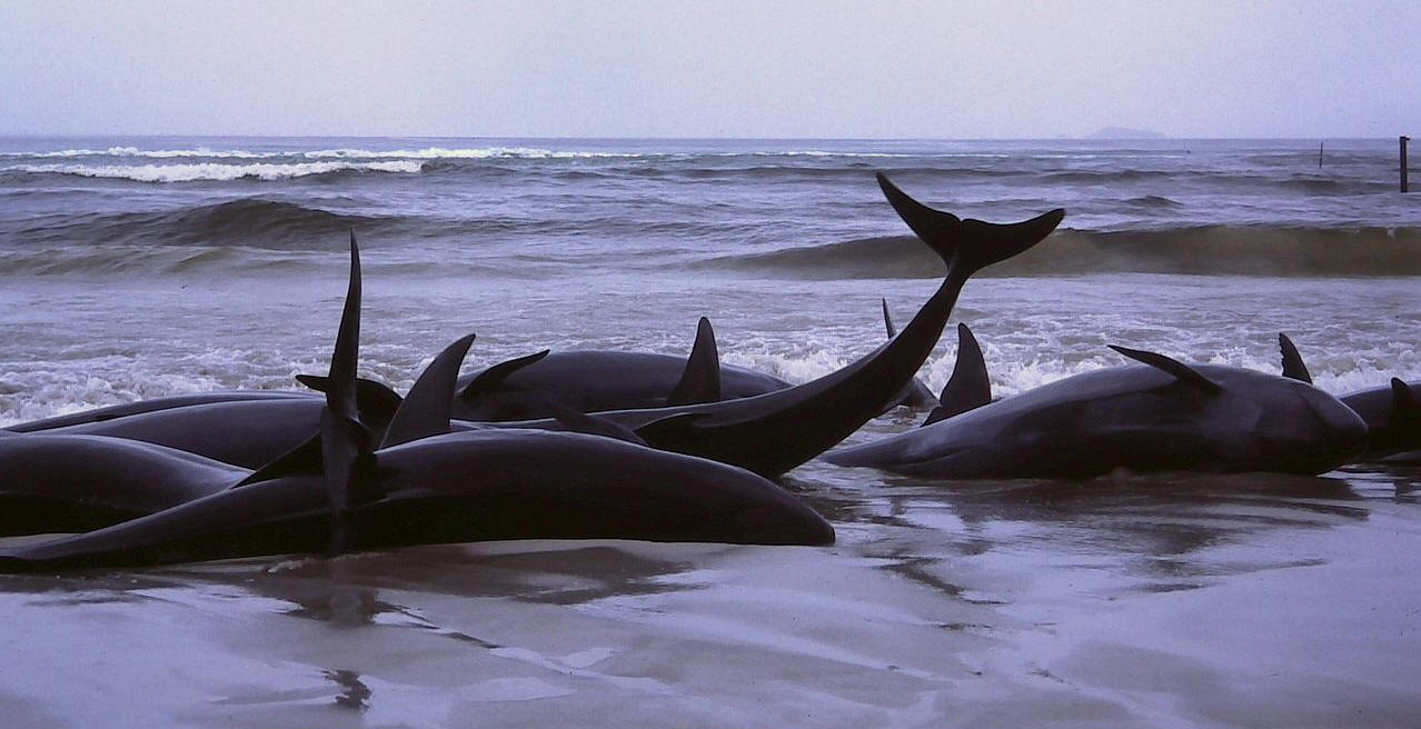 Beached Whales