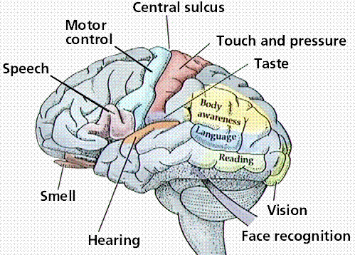 Areas of the Brain that Control Senses