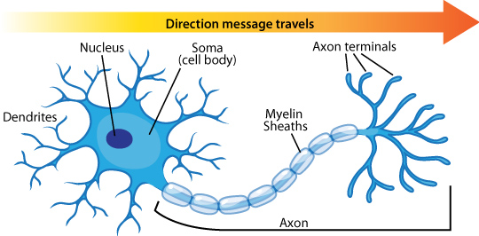 Neuron Anatomy Diagram