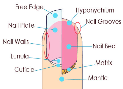 Finger Nail Diagram
