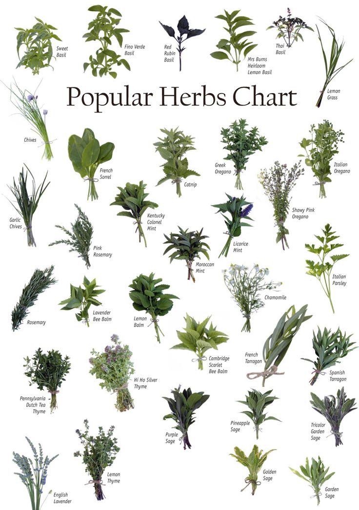 Herbs by name