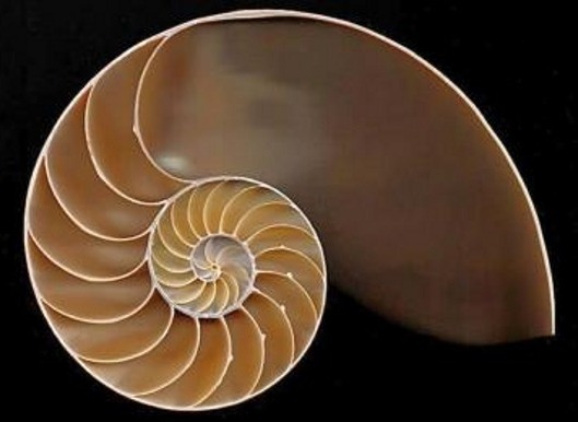 Logarithmic Spiral in Nature of a Cutaway of a Nautilus Shell 