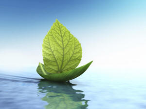 Green Leaf on Water