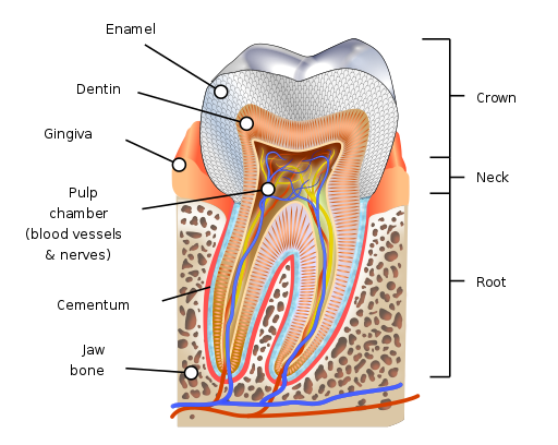 Human Tooth Diagram