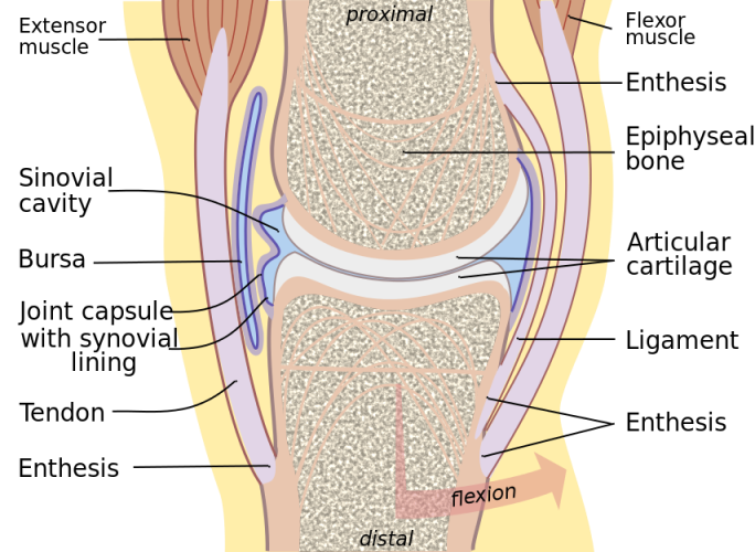 Diagram showing Bone Tedons