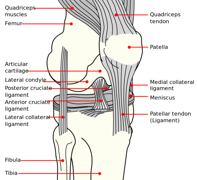 Knee Diagram showing Ligaments