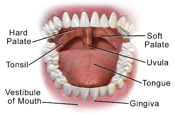 Mouth