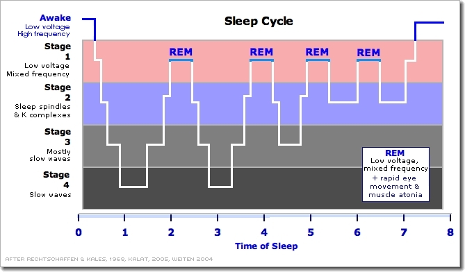 Sleep Cycles Chart