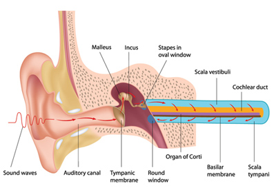 Ear Parts