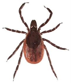 Deer Tick Adult Female