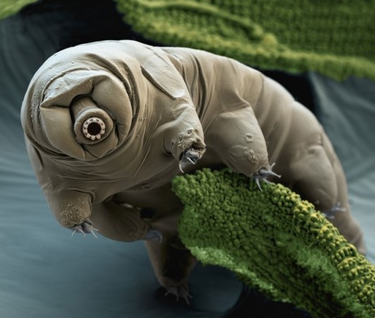 Tardigrade