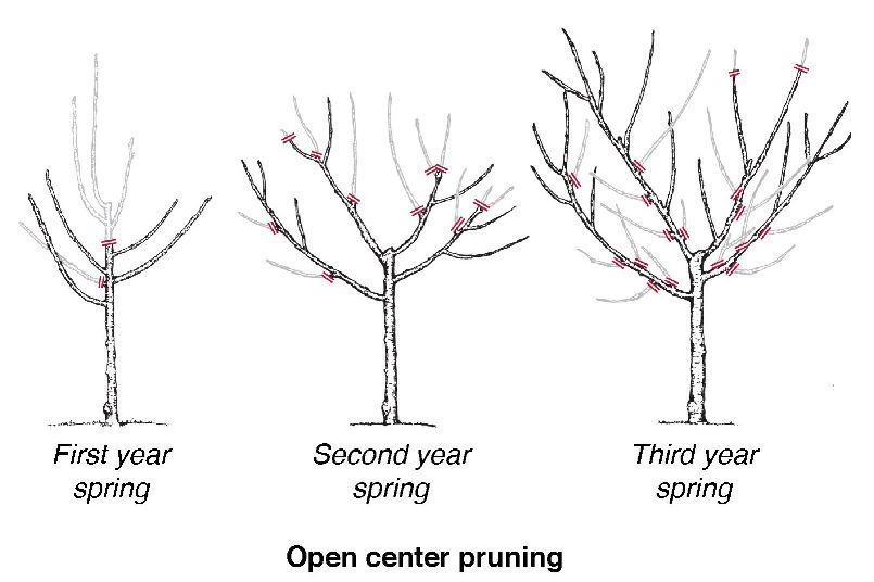 Open Center Pruning