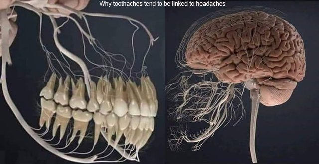 Teeth Nerve Endings