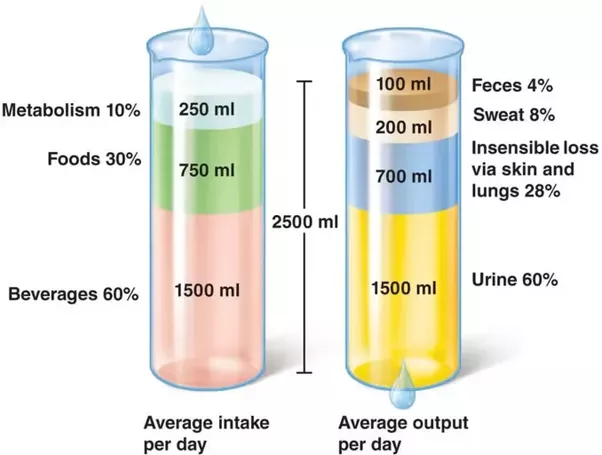 Water Intake and Water Loss