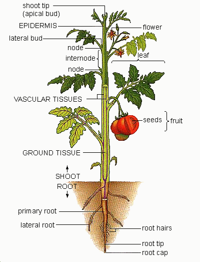 Plant Parts