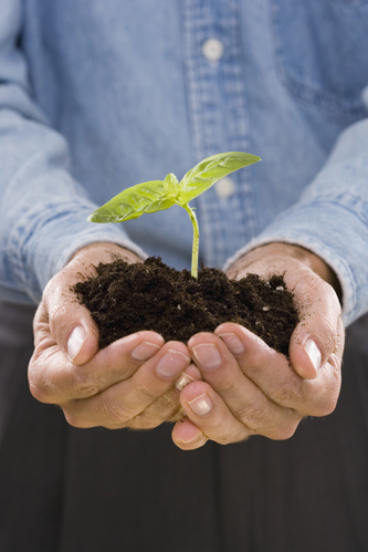 Plant in Soil in Hands