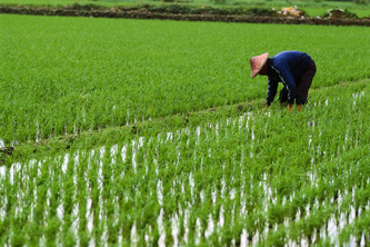 Rice Farmer