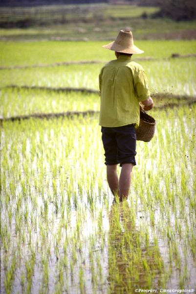 Rice Farmer in Field with water