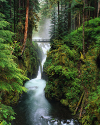 Stream in Green Forest